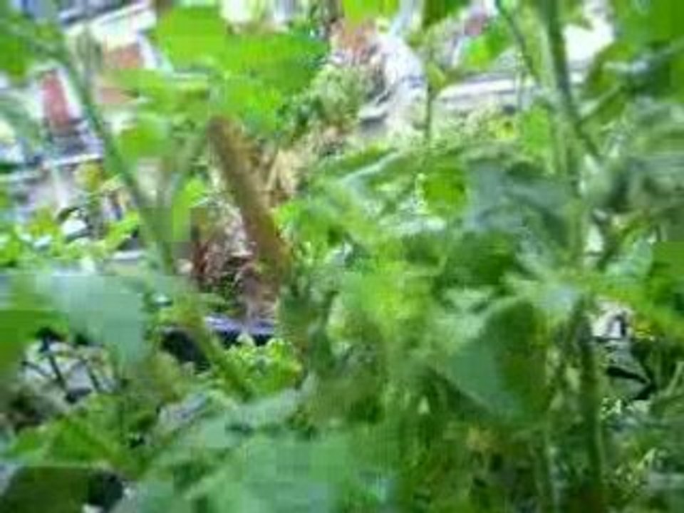 5 juillet 20008 tarzoon de dla jungle