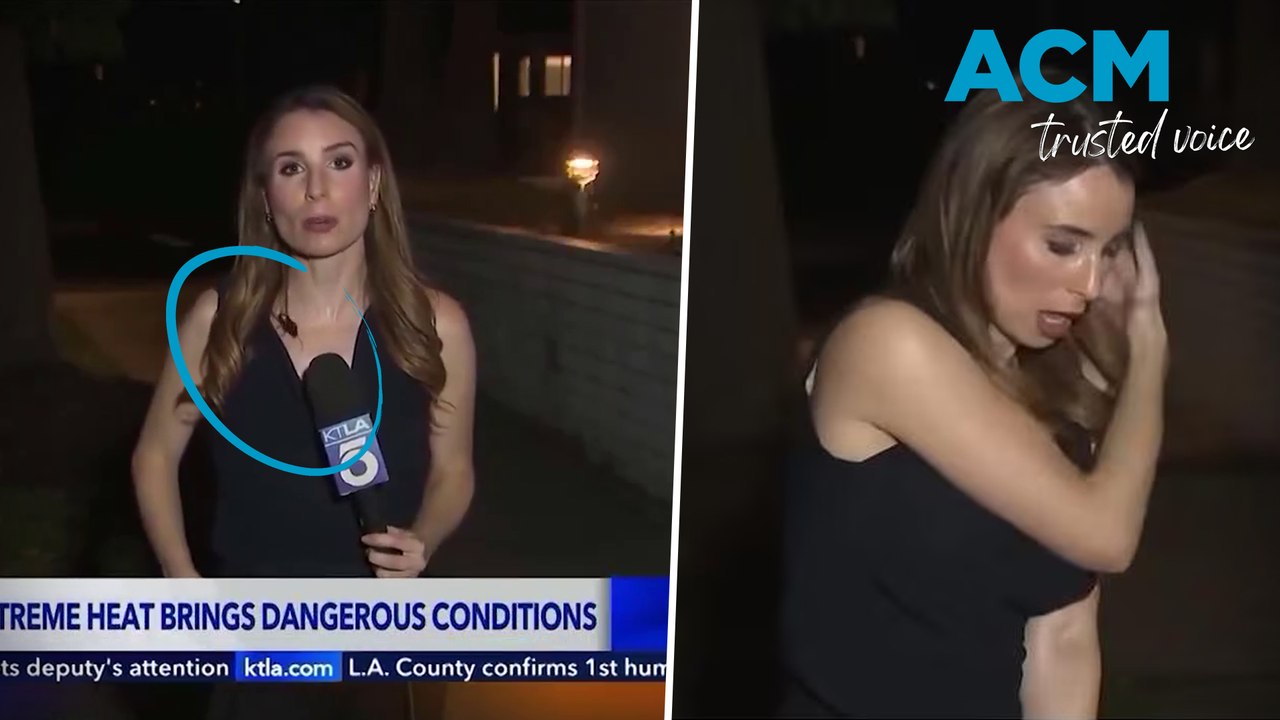 Cockroach crawls over TV reporter during live cross as cameras keep rolling