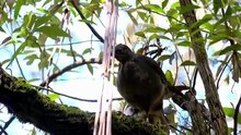 Feathering The Nest @ Wild Birds Of Australia 筑巢