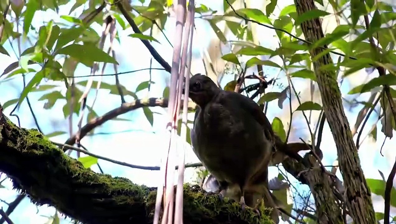 Feathering The Nest @ Wild Birds Of Australia 筑巢
