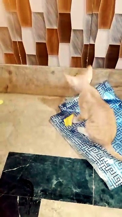 Kitten playing with gift paper