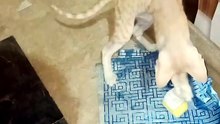 Kitten playing with gift paper #giftpaper #animal #kitten