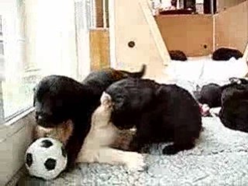 Chiots2006
