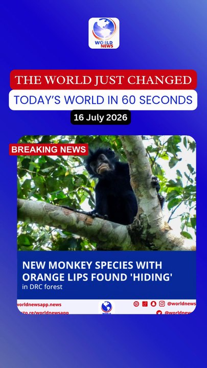 New monkey species with orange lips found 'hiding' in DRC forest