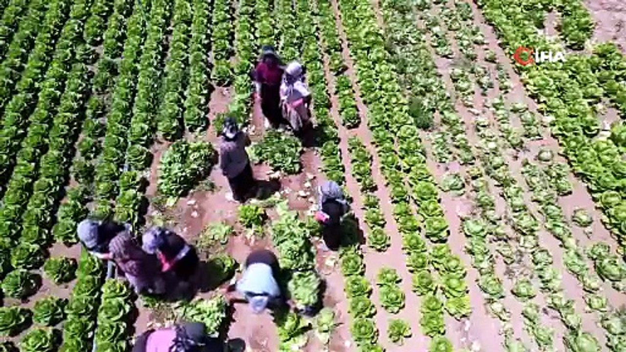 Tarlada 5, markette 50 TL! Fiyatlara tüketici de, üretici de isyan etti