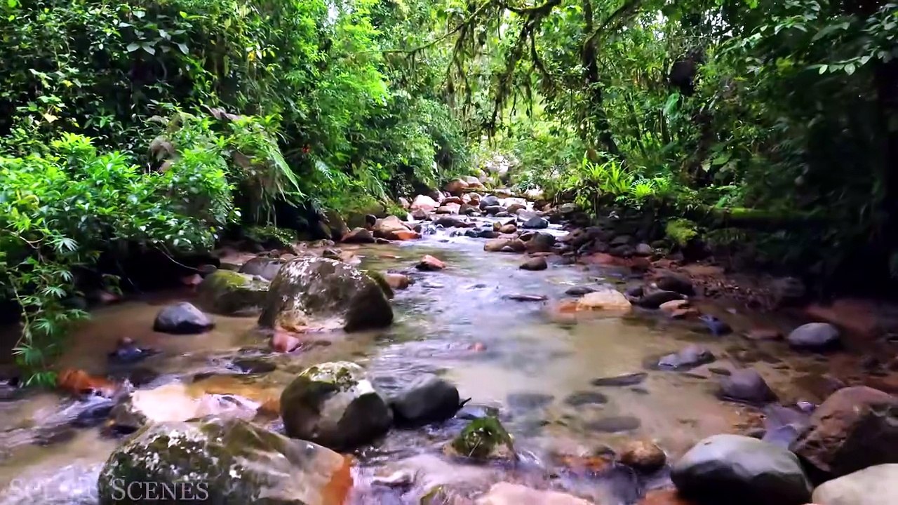 Amazon 4k - The World’s Largest Tropical Rainforest Part 2  Jungle Sounds  Scenic Relaxation Film_