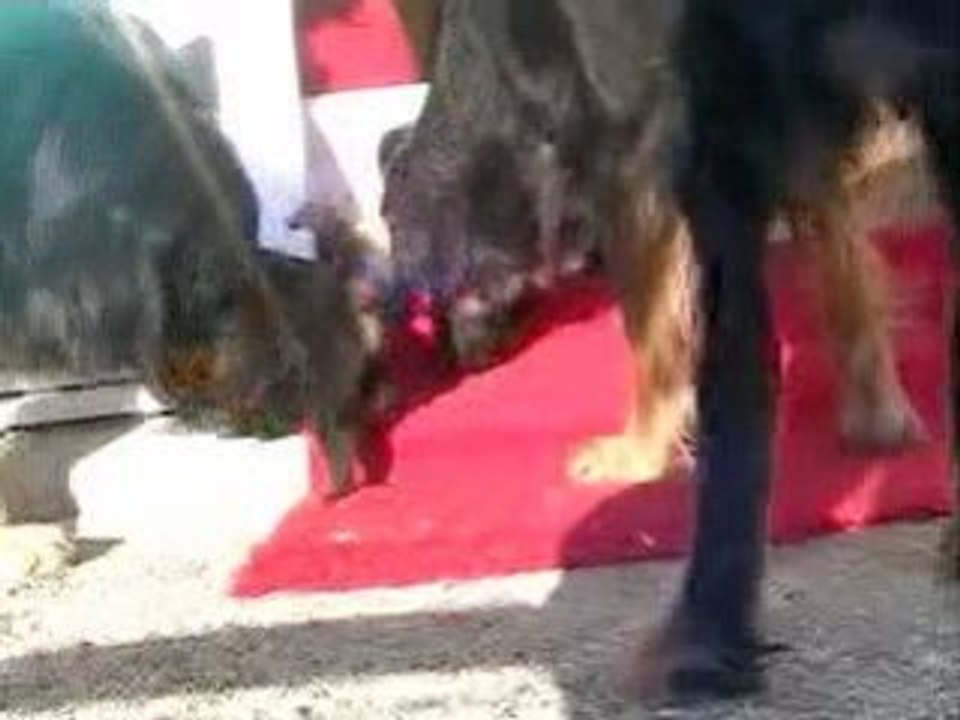 Chiots-canon2