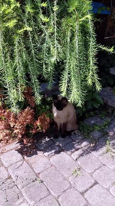 Perfect place for a hot day :) #cats #funnycats #catlovers