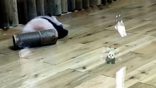 拍攝07.15～26级熊猫宝宝展出啦！熊猫基地太阳产房ing～#熊猫基地看熊猫 #熊猫宝宝 #国宝不愧是国宝 #来这吸熊猫 #一方水土养一方熊猫 #一起看熊猫 #好视频扶持计划 #26级熊猫宝宝 - rednote