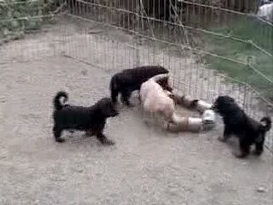 Chiots-canon2
