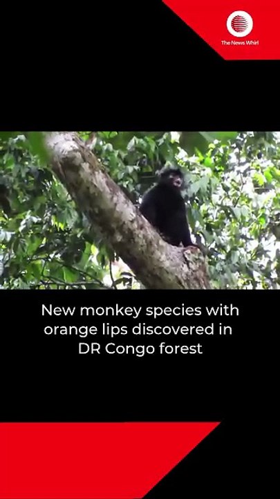 New monkey species with orange lips discovered