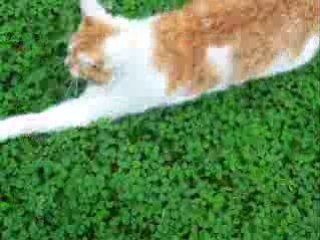 Simba aime jouer avec une branche