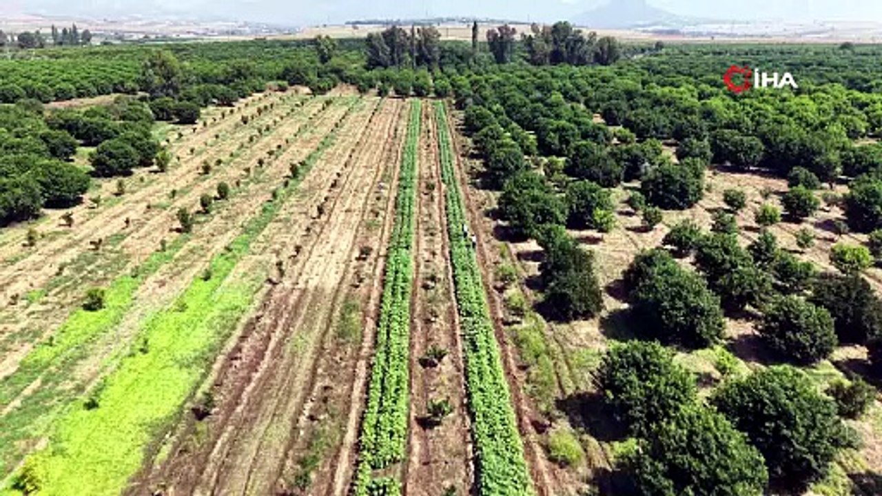 Zahmetli hasat başladı: Tarlada kilosu 150 TL'den satılıyor