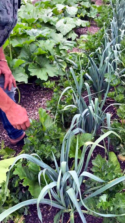 Calabazas súper saludables y fáciles de cultivar con el método sin cavar