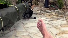 Un renard vient boire dans une piscine
