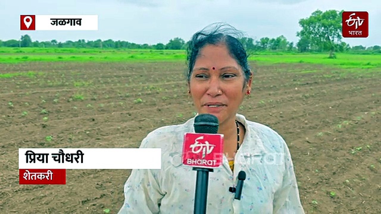 पावसाअभावी करपू लागली पिकं, हातानं पाणी घालून पिकं वाचवण्याची धडपड