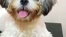 Shih tzu is now 7 months old