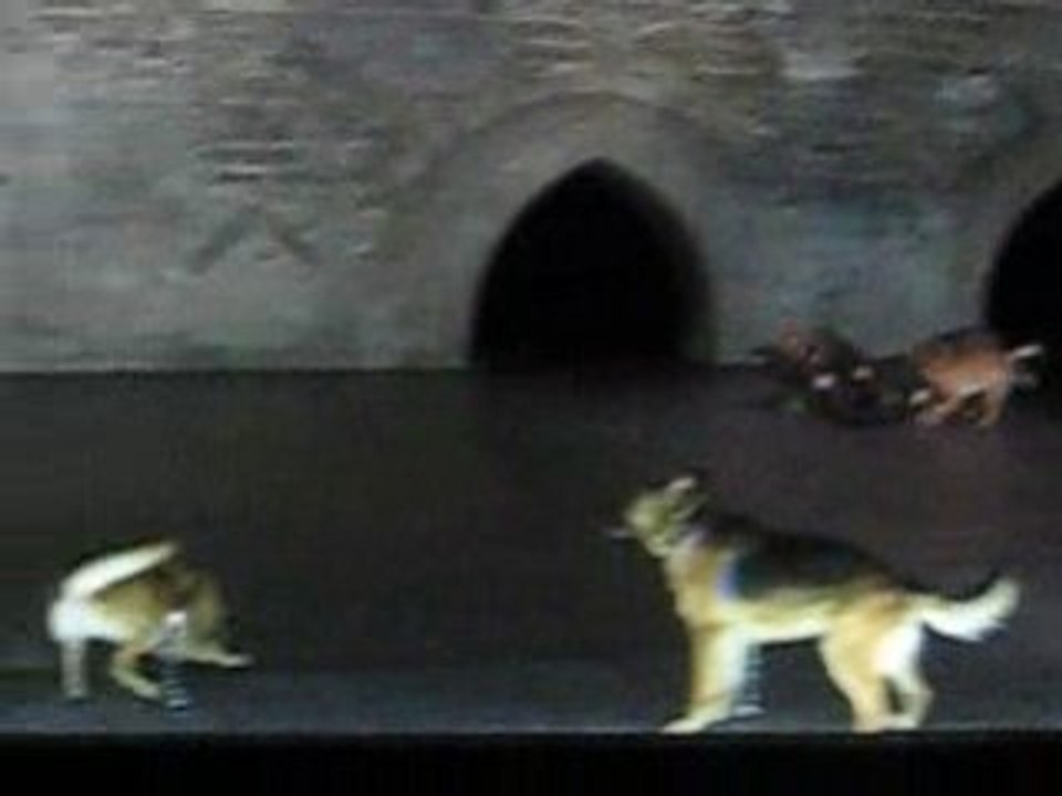 DOGS