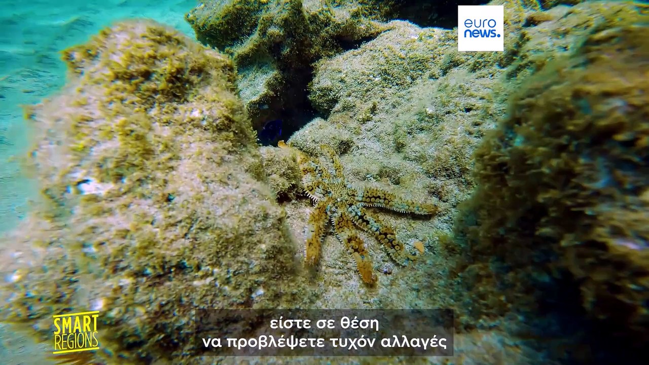 Φωτογραφίες πολιτών βοηθούν επιστήμονες να καταγράφουν τη θαλάσσια ζωή σε πραγματικό χρόνο
