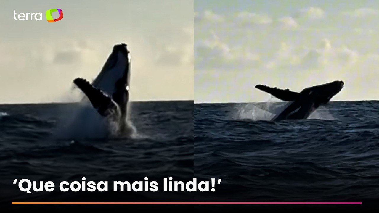 Vídeo mostra baleia-jubarte fazendo acrobacias no mar de Maracaípe, em Pernambuco