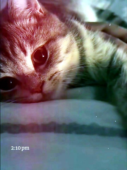 Angry cat🐈😺