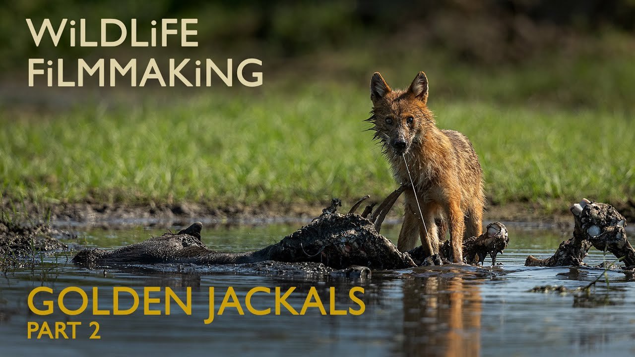 Filming Wildlife - The Secretive Lives of Golden Jackals - Part 2