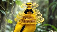 Amazing bird - A Stunning Tropical Bird in the Wild