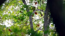 Madagascar @ Earth's Tropical Islands 马达加斯加