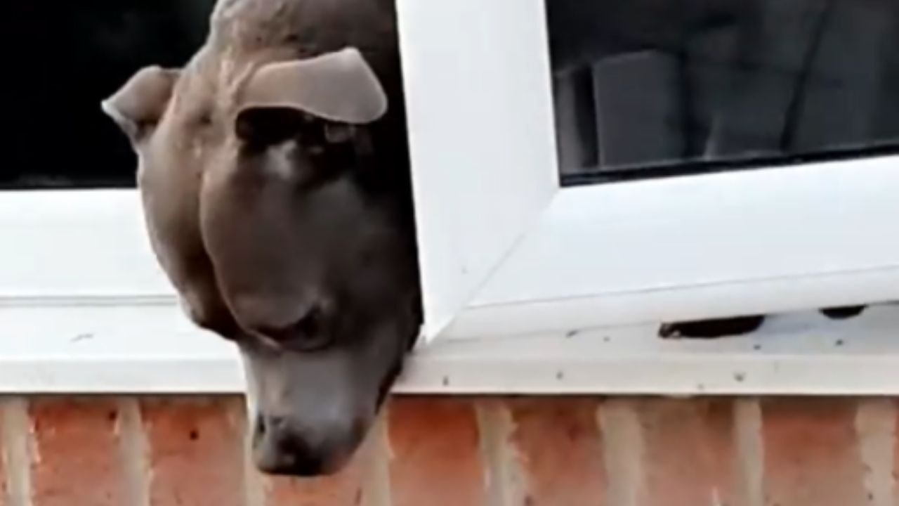 Dog Opens A Window With Its Mouth And Jumps Out