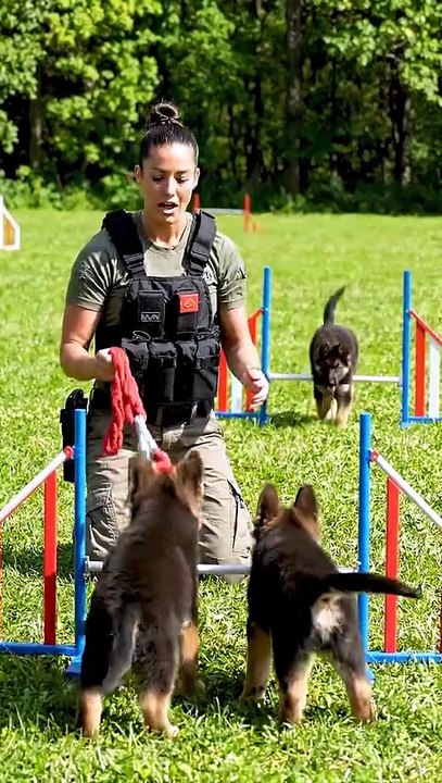 K9 Dog Pulse Training | Elite Obedience & Focus Skills #Shorts
