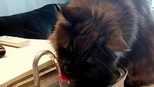 It is SO HOT! :) #cats #funnycats #catlovers