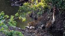 Life in the Serengeti @ THE LEOPARDESS 塞伦盖蒂
