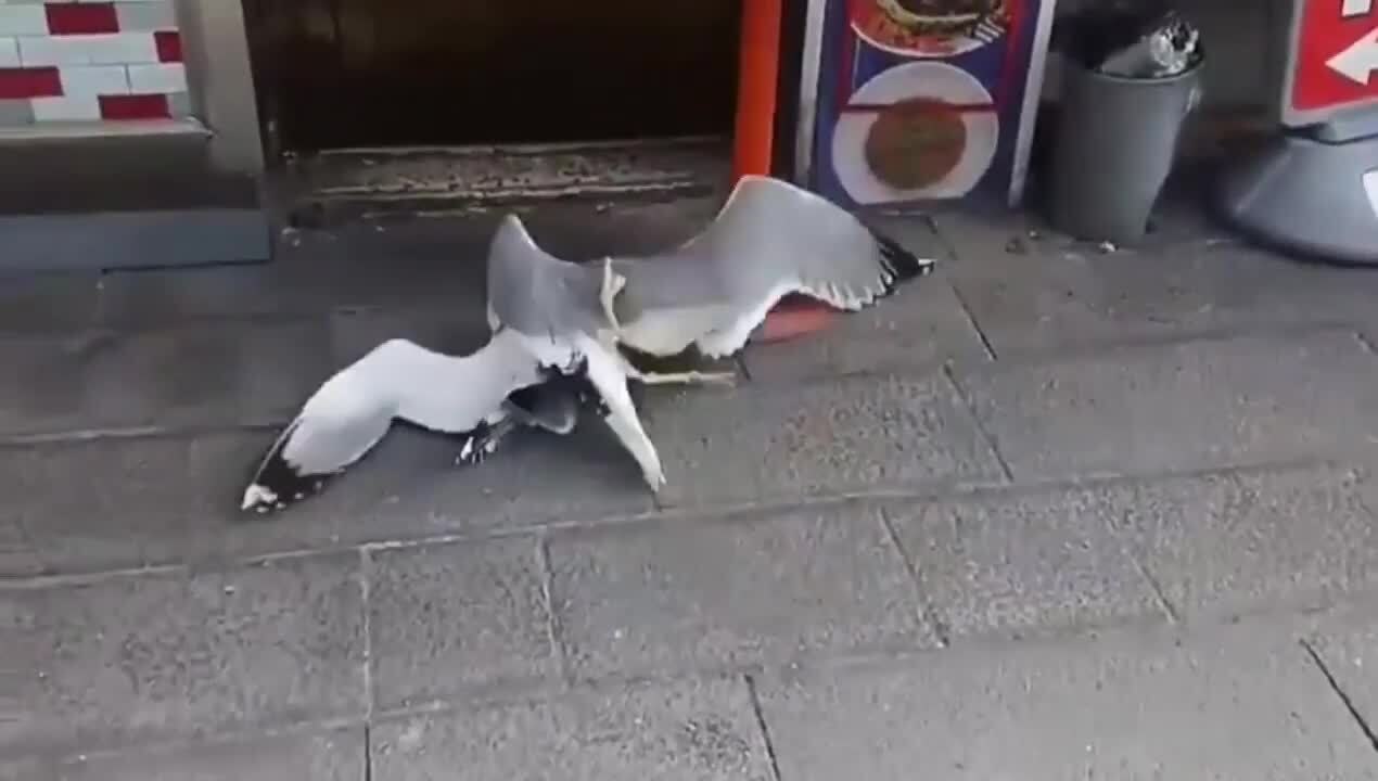 Two Seagulls Fight on Sidewalk