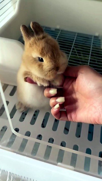 Baby bunny holding hands! (Too cute to handle)