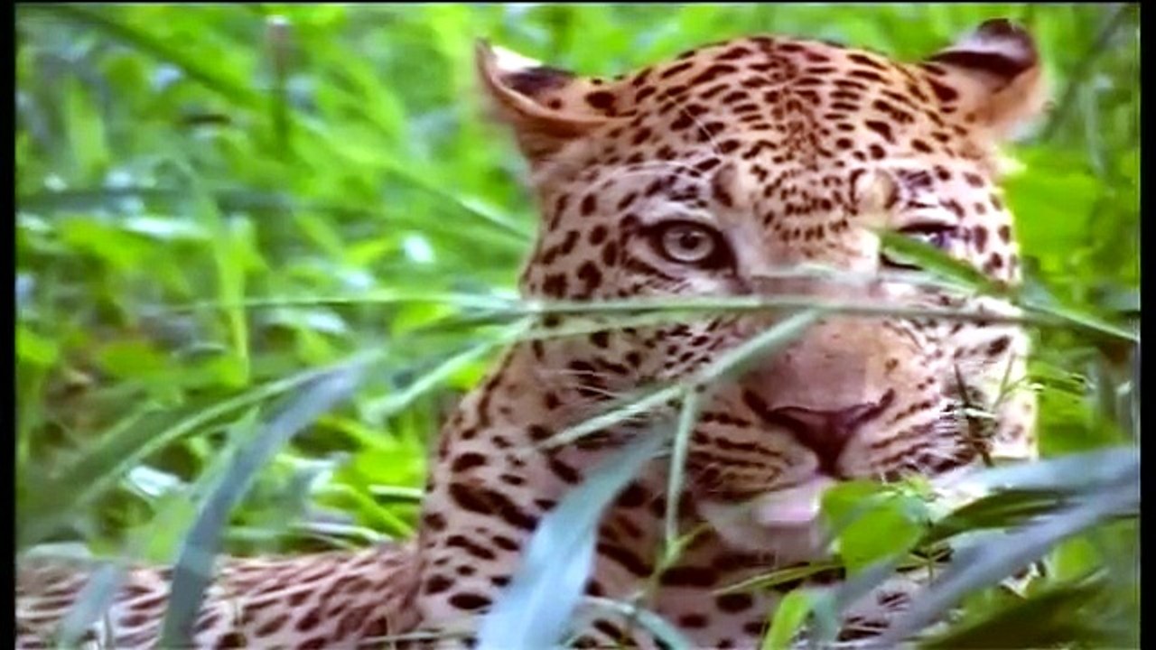 Wildlife Diary | show | 2000 | Official Trailer