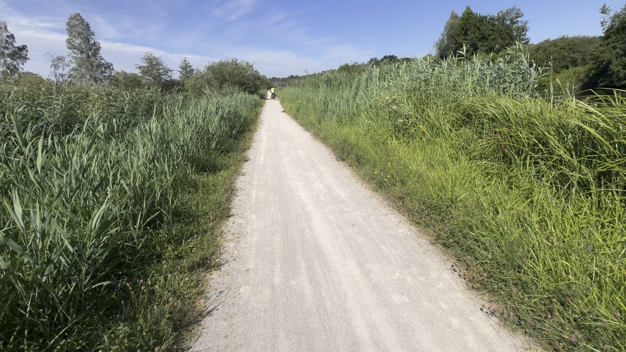Dans les marais