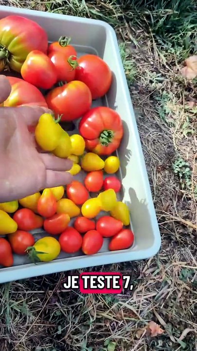 Tomate au goût exceptionnel mais pourquoi ??? #tomate #potager #recolte #jardinage