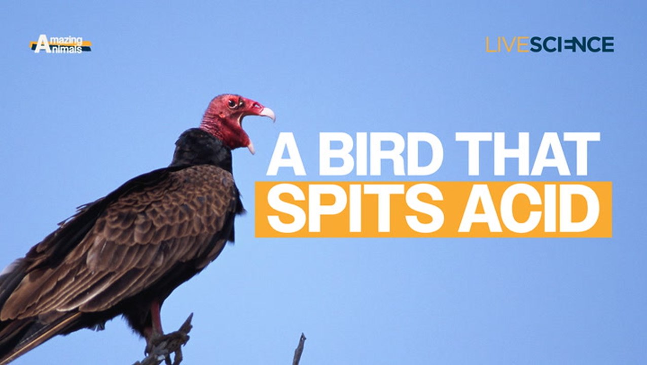 Turkey Vulture: A Bird that Spits Acid | Amazing Animals