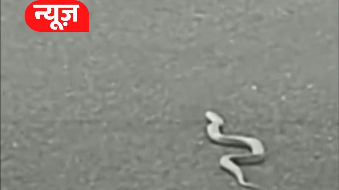 रनवे पर सांप या AI का कमाल? सूरत एयरपोर्ट का वायरल VIDEO