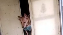 Princess Kottu atttion  for 😂monkeys