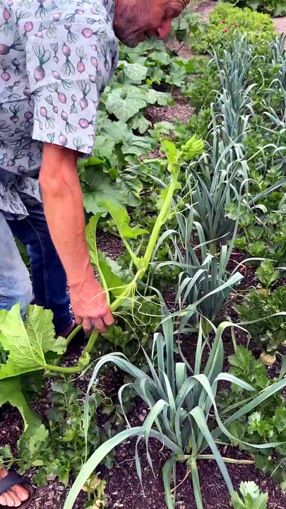 Des courges en pleine santé et faciles à cultiver sans bêcher le sol