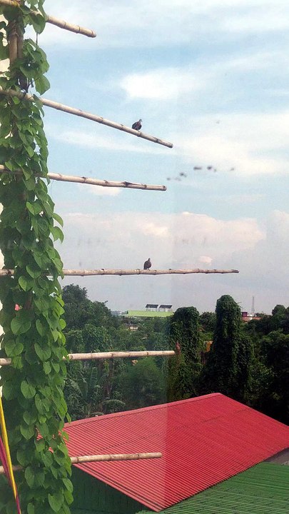 Two Doves Resting on Bamboo Poles | Peaceful Nature in Agartala, Tripura 🕊️🌿