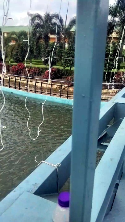 Beautiful Lake View with a Pedestrian Steel Bridge | Agartala, Tripura, India 🌉🌿