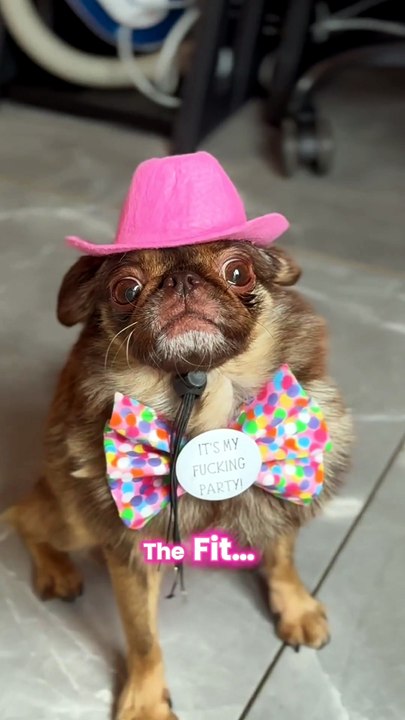 King Chilli The Pug