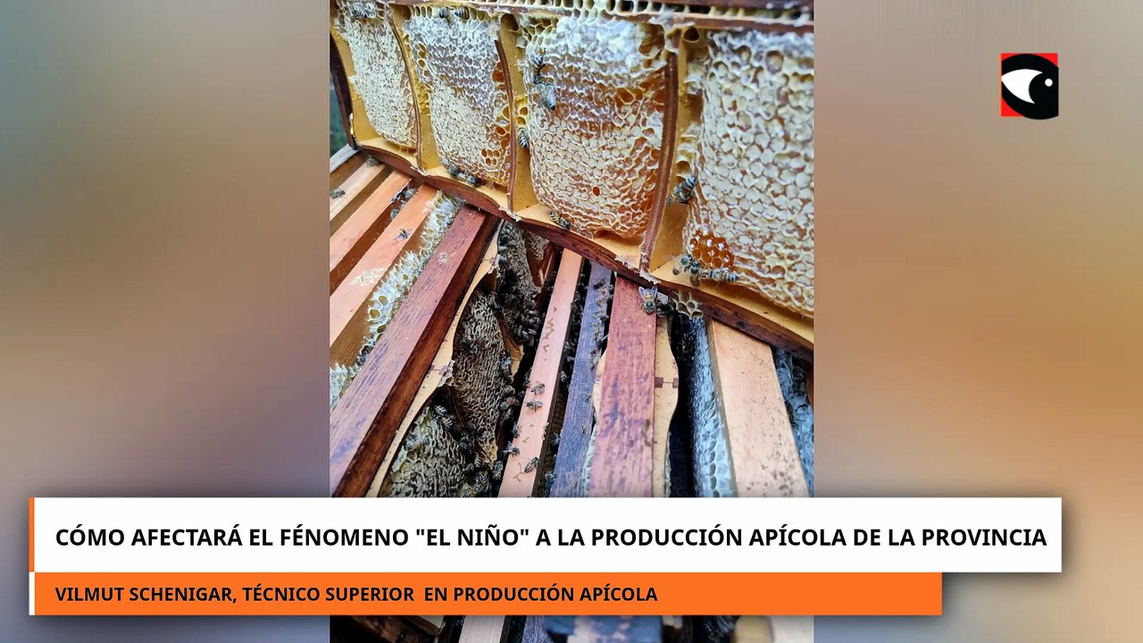 CÓMO AFECTARÁ EL FÉNOMENO EL NIÑO A LA PRODUCCIÓN APÍCOLA DE LA PROVINCIA