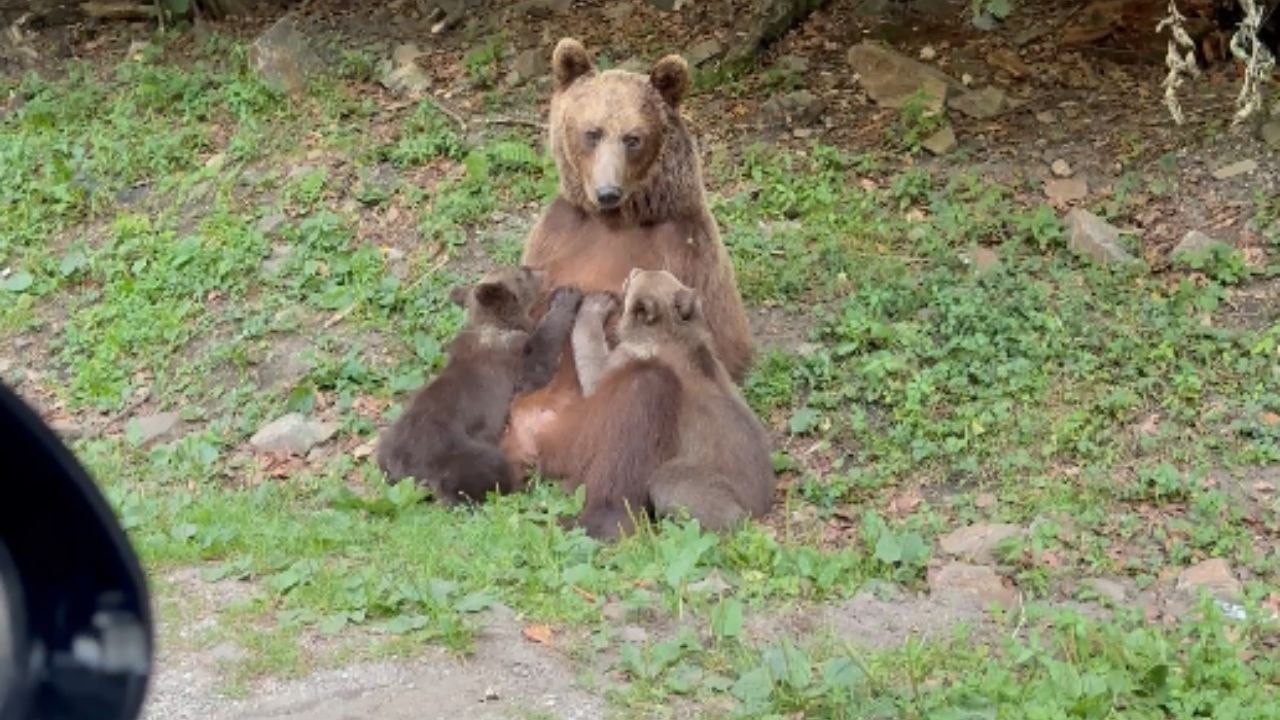 Mama Bear Turns Freeway Into Nursing Spot for Her Cubs