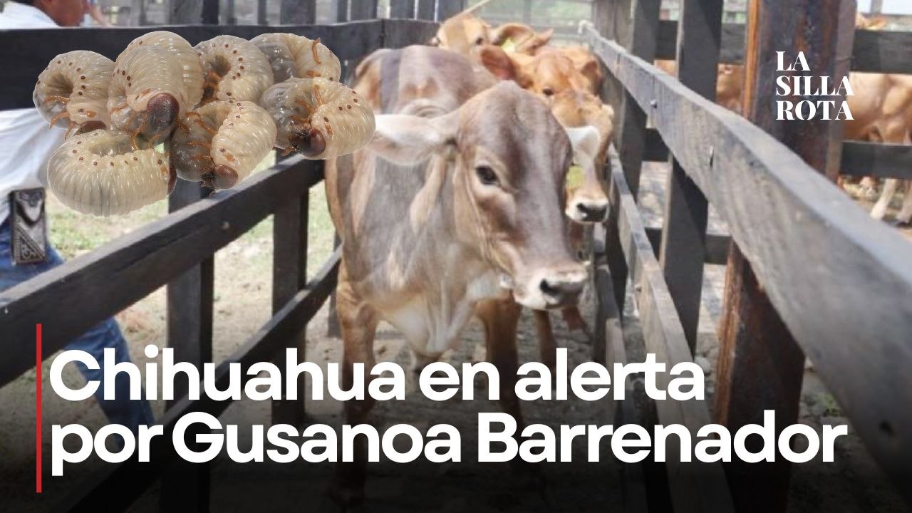 Gusano barrenador llega a Chihuahua y activa al...