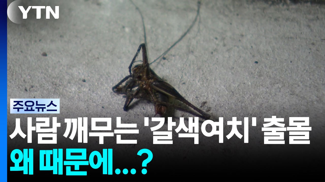 산림 해충 '갈색여치' 북상...곳곳 출몰에 '화들짝' / YTN