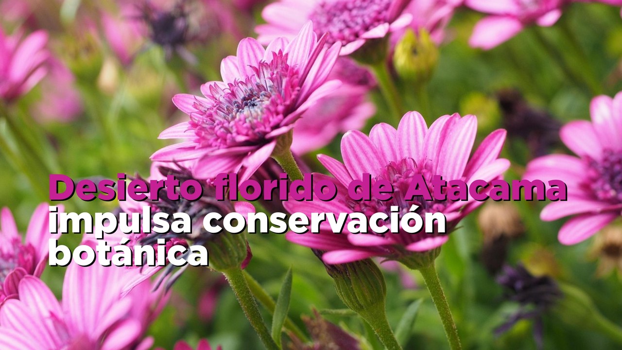 Desierto florido de Atacama impulsa conservación botánica