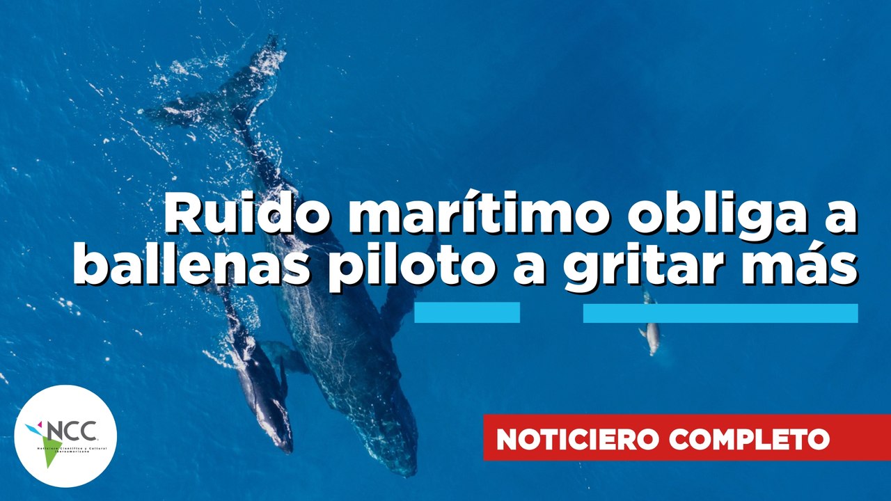 Ruido marítimo obliga a ballenas piloto a gritar más /882/  20 de julio al 26 de julio de 2026
